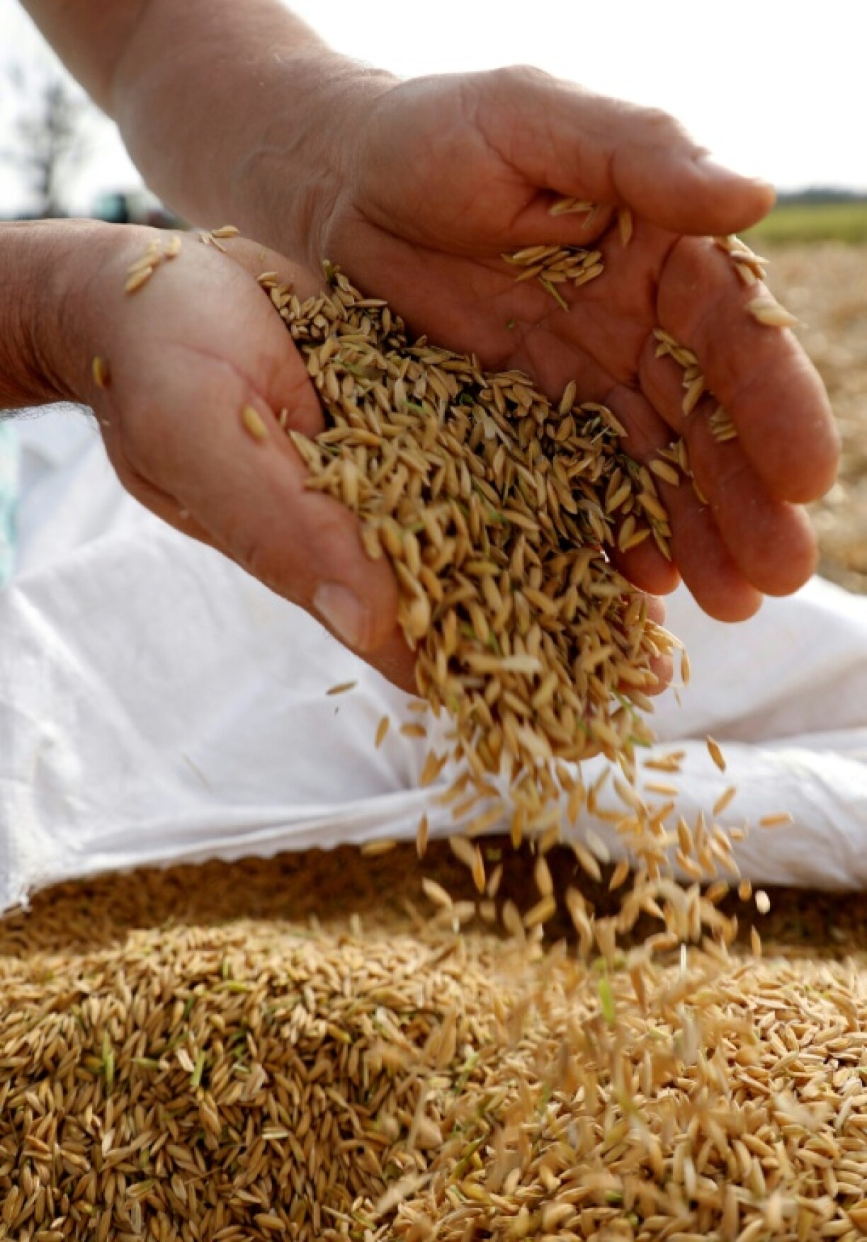 Apart from using less water and fewer seeds, the new rice and planting method also emits less methane, a potent planet-warming gas