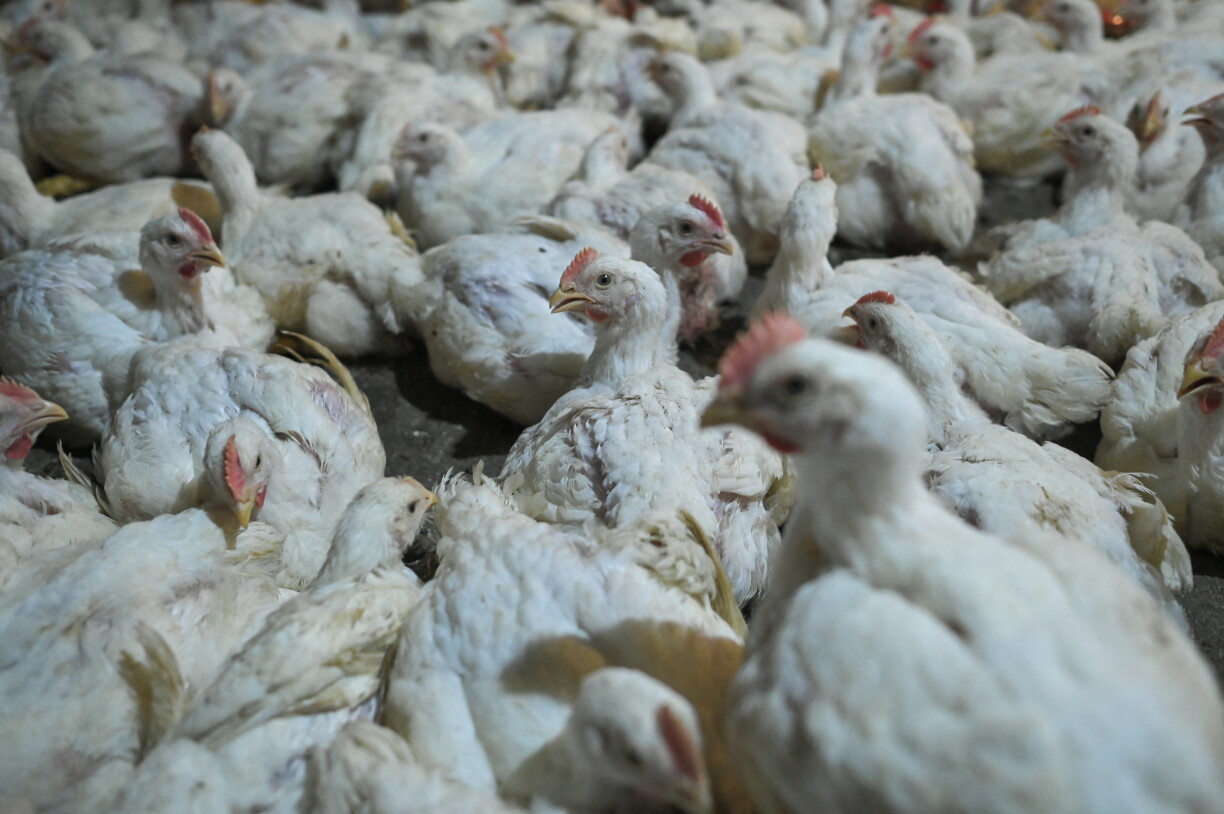 D'Zuucht vu sougenannten "Turbo-Pouleten" soll an Dänemark ënnerbonne ginn.