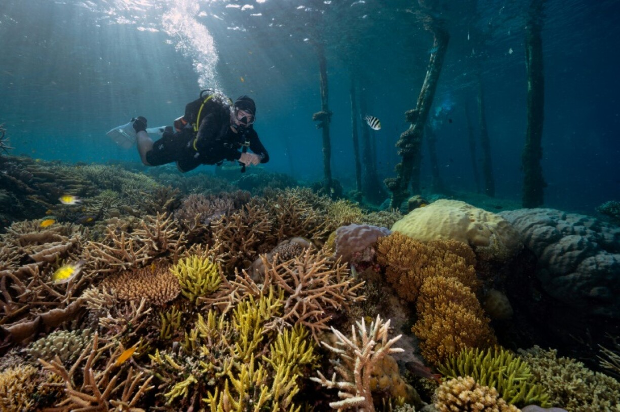 The pristine reefs and clear waters of the Raja Ampat archipelago in eastern Indonesia make it a popular diving spot