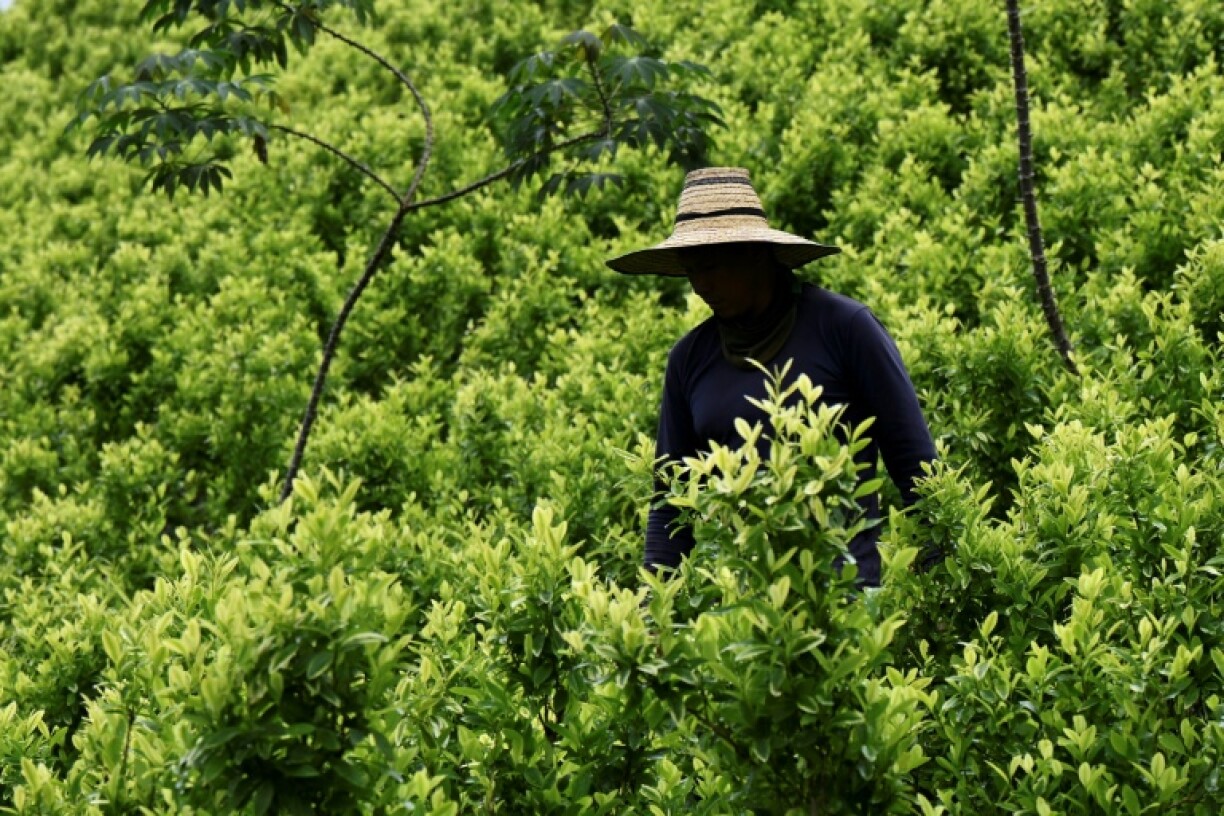 Colombia is the world's top producer of cocaine, a drug derived from the coca leaf