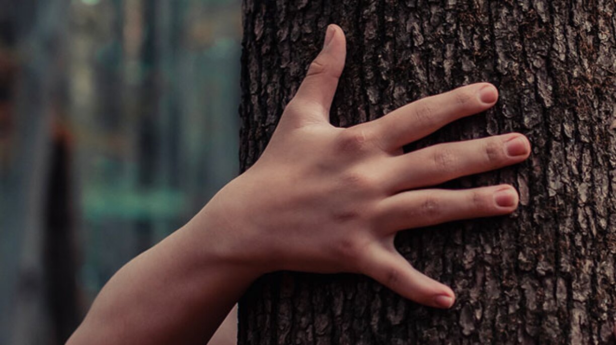 Il se cache dans un arbre pendant 3 JOURS pour échapper à la police (vidéo)