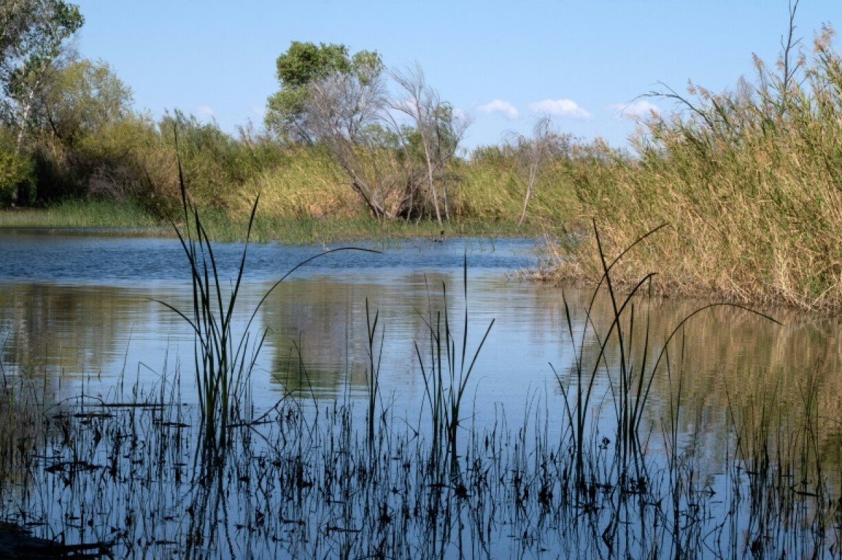 Conservationists have cleared invasive shrubs and planted thousands of native trees in the Colorado River Delta, part of a Mexican region bordering the United States