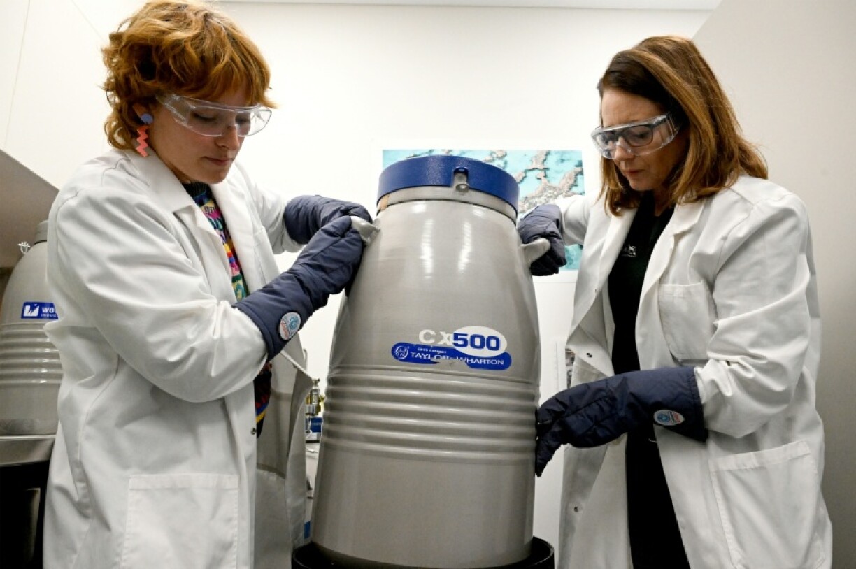 Coral samples are placed in tanks of liquid nitrogen and stored at -196 degrees Celsius (-320 Fahrenheit)