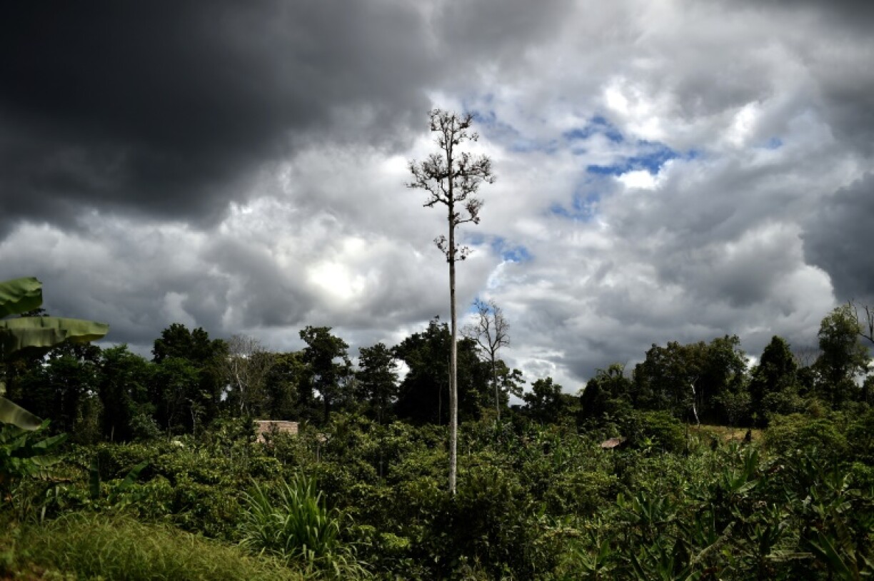 Papua New Guinea will 'immediately' lift a ban on forest carbon credit schemes, the Pacific nation's climate minister said, opening up its vast wilderness to offset global emissions