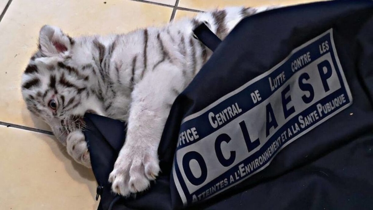 Le bébé tigre a été recueilli dans un parc zoologique.