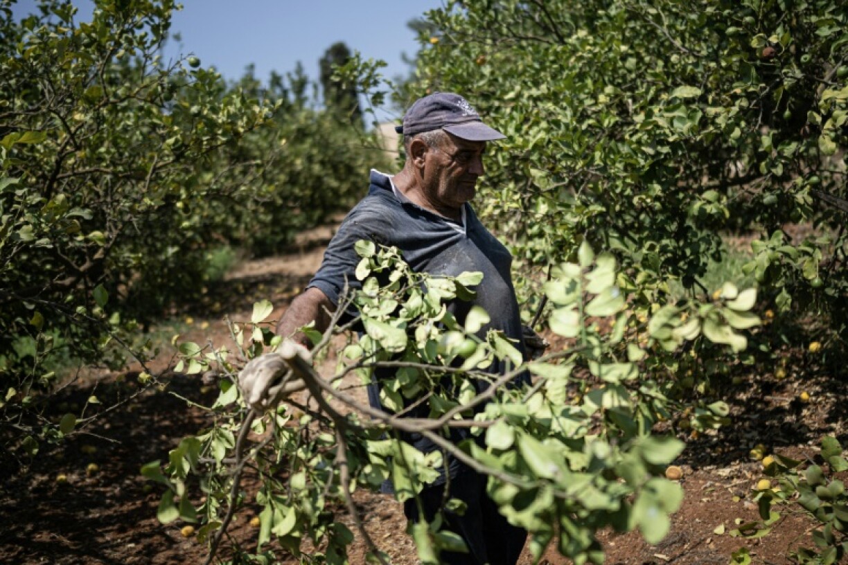 Un ouvrier agricole arrache une branche de citronnier, dans un verger de Campobello di Mazara, dans le sud-ouest de la Sicile, le 8 août 2024