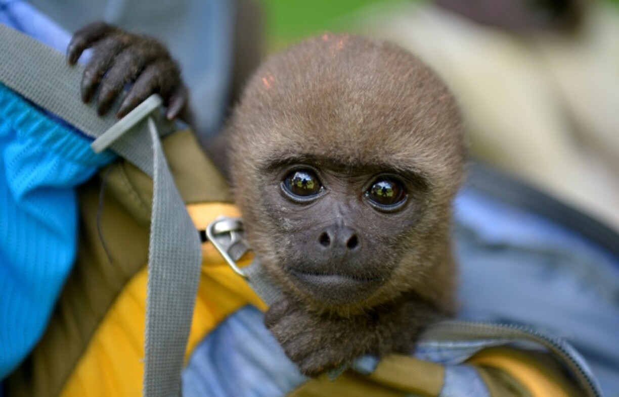 Un bébé singe laineux dans le sac à dos de Jhon Jairo Vasquez, fondateur du refuge de Maikuchiga, le 18 novembre 2020 près de Leticia, en Amazonie colombienne