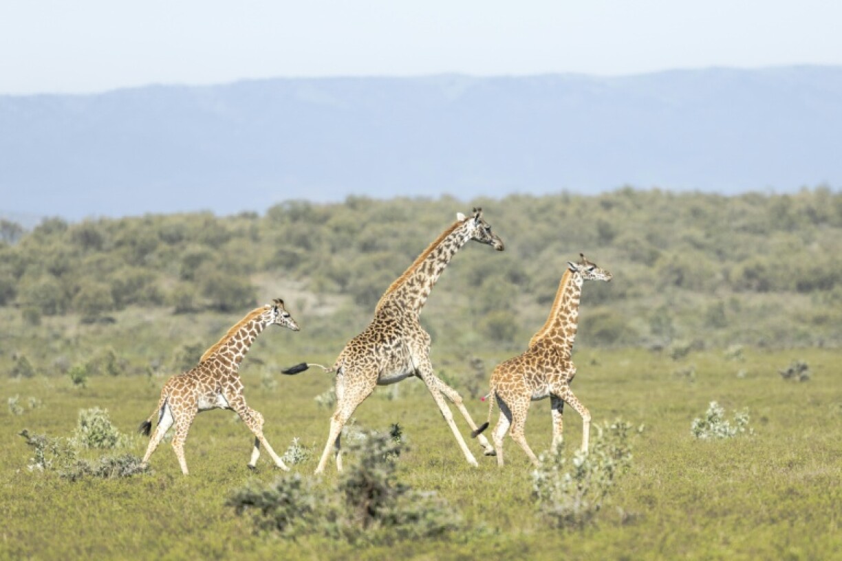 An adult and two juvenile Masai giraffes sprint across the savannah after one is darted with