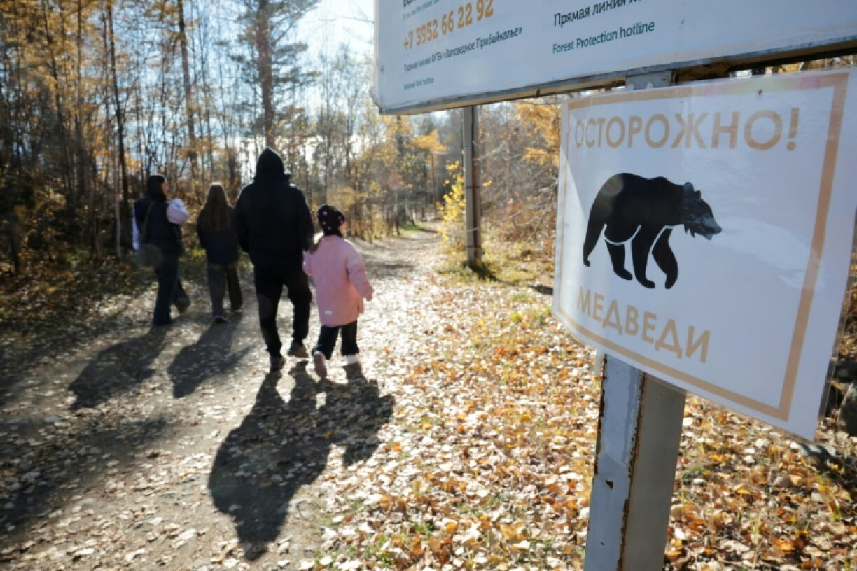 Russia is home to the world's largest population of brown bears