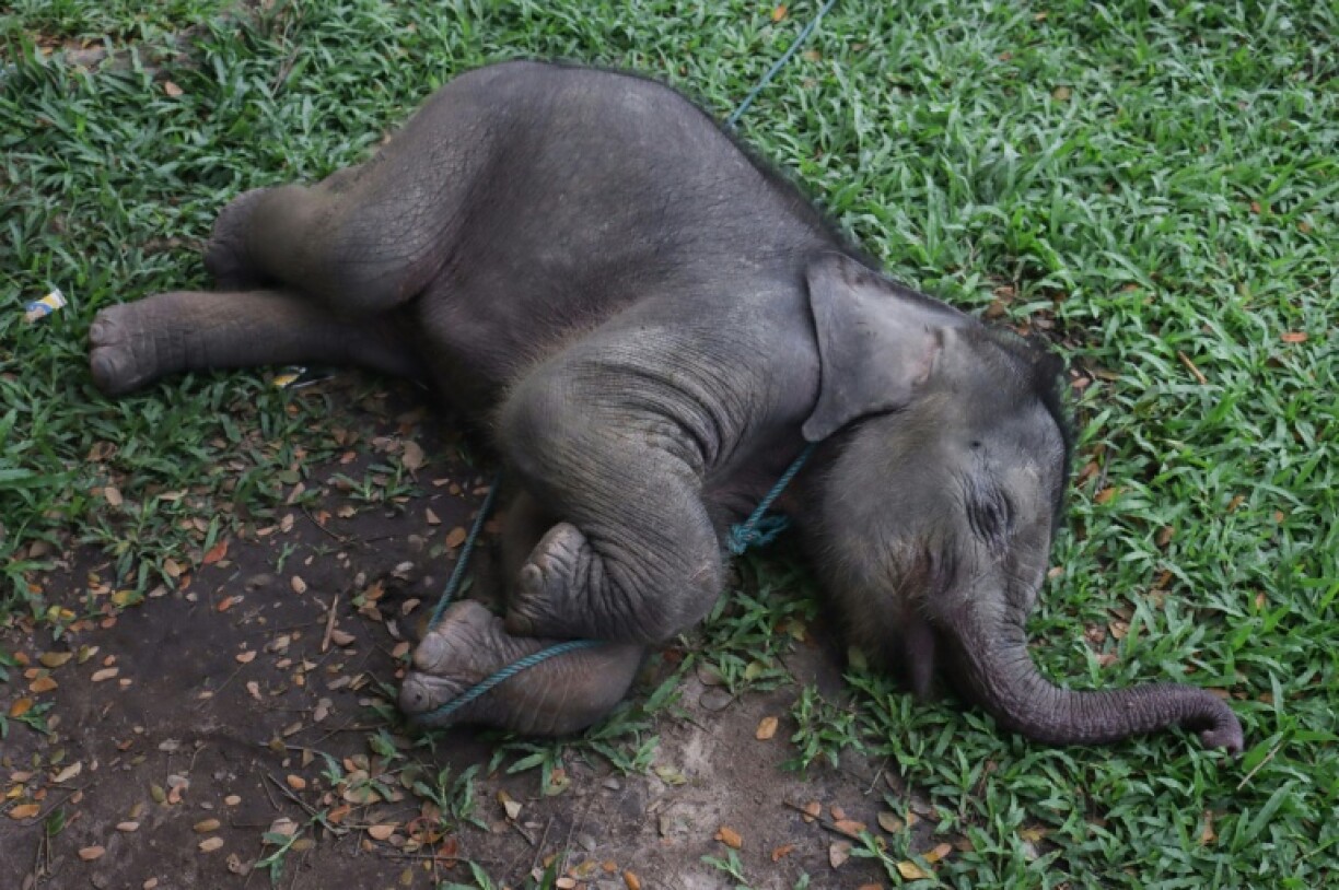 A rescued two-month-old male wild Sumatran elephant, separated from its mother in a palm oil plantation, sleeps