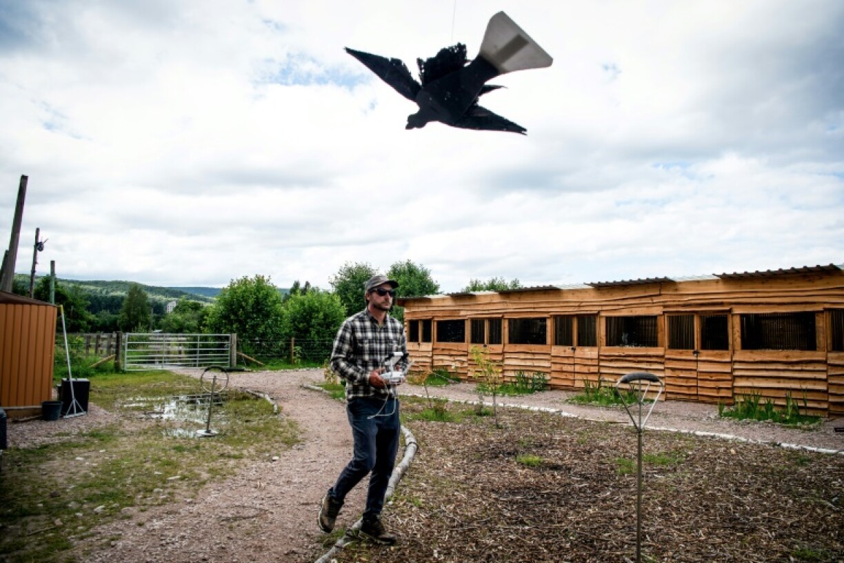 Jonathan Ames, de la fauconnerie Rothiemurchus, à Aviemore, en Ecosse, utilise un faux aigle attaché à un drone pour entraîner des chiens Bergers de Maremme à protéger les agneaux, à Aviemore, dans les Highlands écossais, le 26 juillet 2023