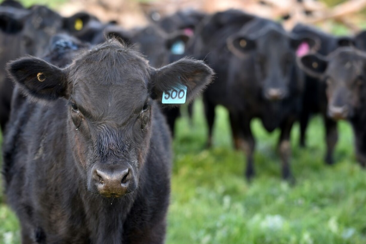 Prime Minister Anthony Albanese said Australia would not retaliate but said: