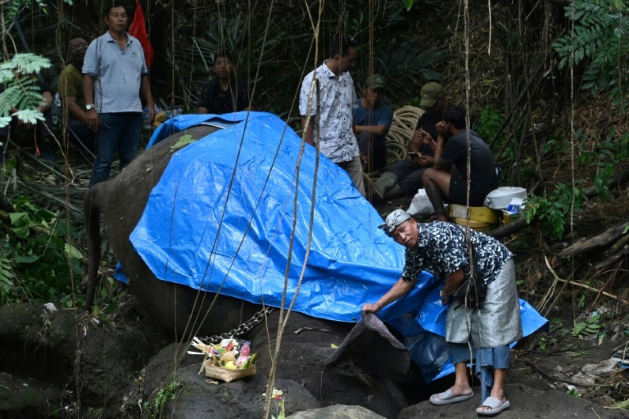 Molly, a 45-year-old female elephant, was found lifeless in a rocky river in Bali