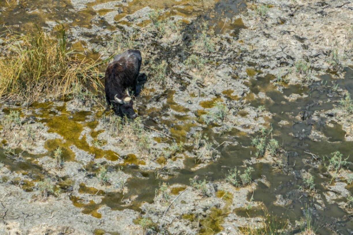 Years of drought have reduced southern Iraq's mythical marshes to a barren land
