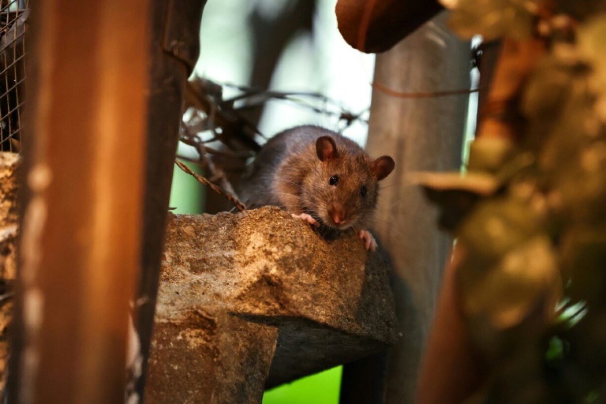 New York City is testing out an arsenal of different tools in Harlem, in the northern part of the city, to try and find new products and methods to tackle the rats
