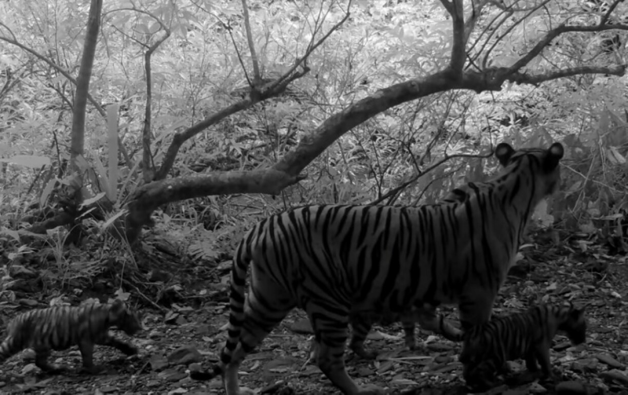 Camera trap footage from Thailand's Kaeng Krachan National Park shows a Bengal tiger raising a trio of cubs