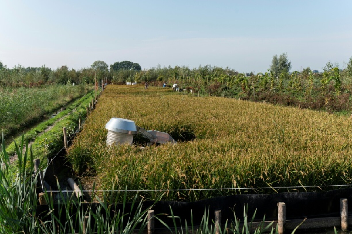 Researchers are carefully monitoring CO2 and methane levels of the rice harvest