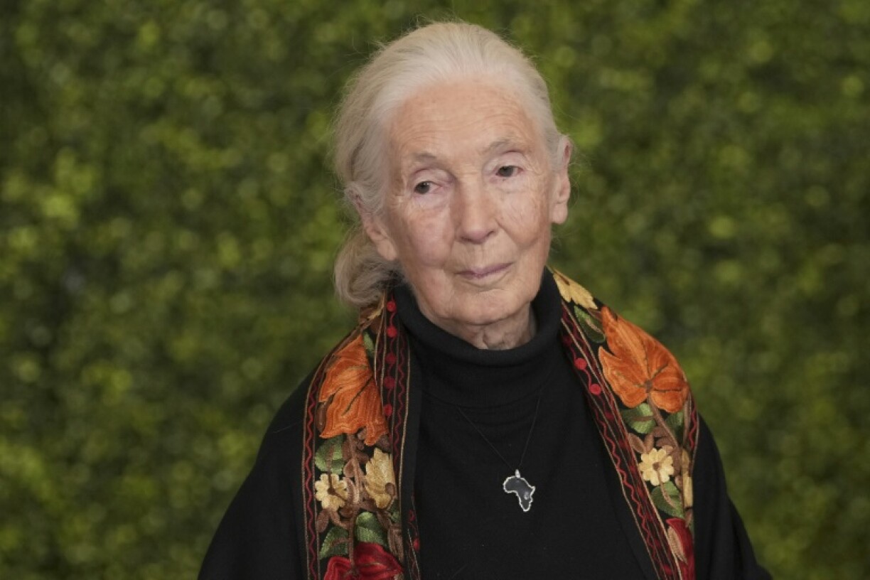 Ethologist and conservationist Jane Goodall will receive the Sierra Club Lifetime Achievement Award 'for her inspiring dedication to protect chimpanzees and conserving the natural world'