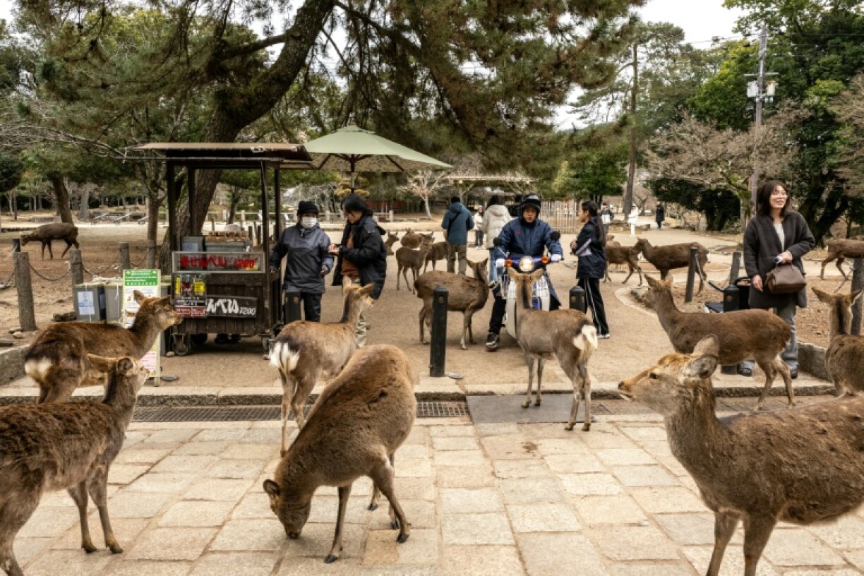 Some activists have even retrieved chunks of plastic waste from Nara deer carcasses