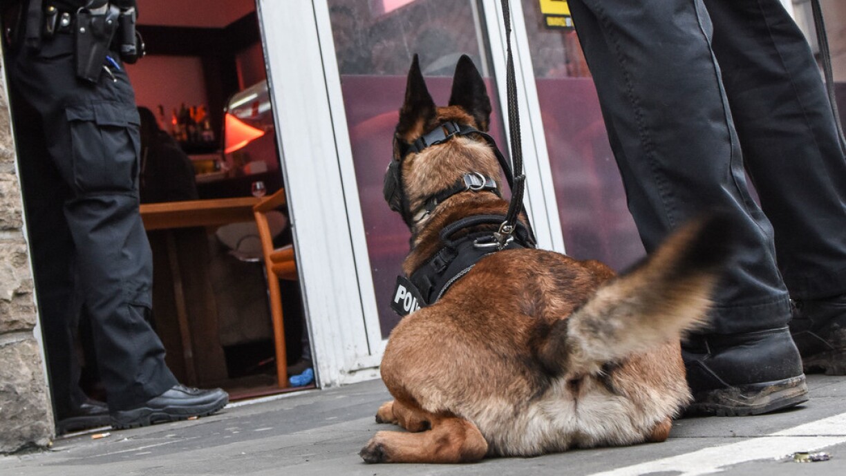 En Drogenhond vun der Police.