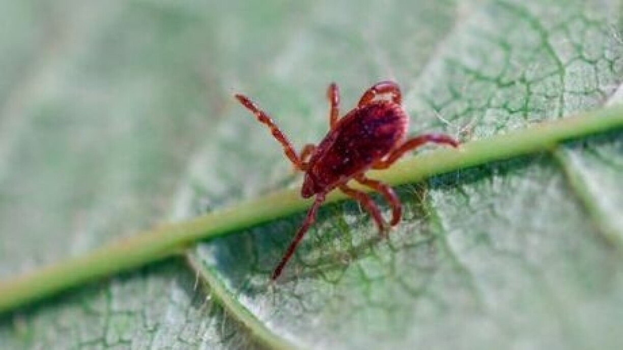 Les aoûtats sont des acariens d’extérieur que l’on peut rencontrer surtout au mois d’août dans les jardins.