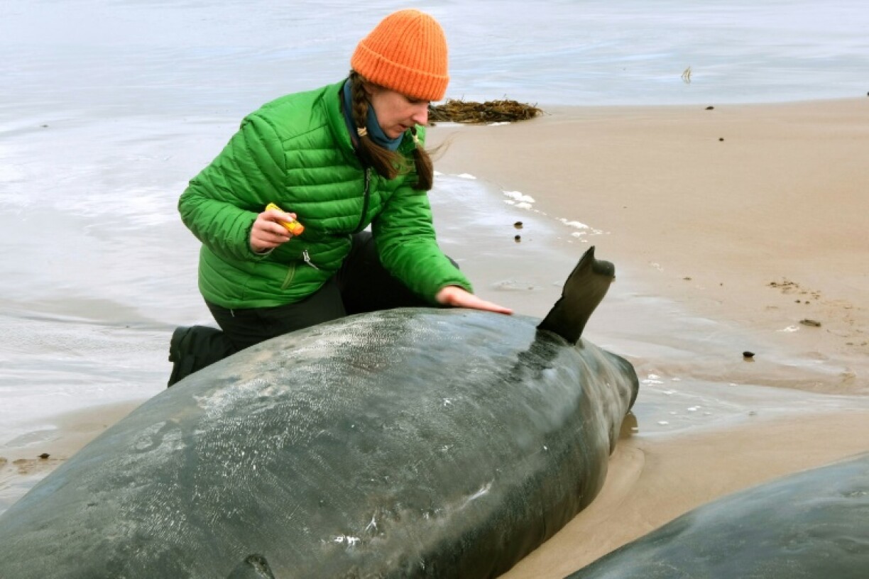 An official checks dolphins stranded on a beach near Arthur River on the west coast of Tasmania