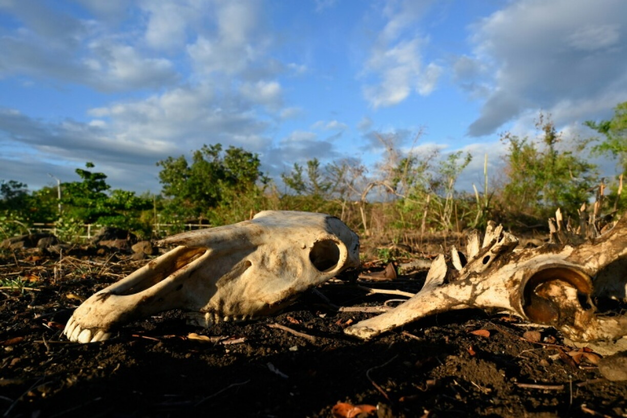 The bones of a dead cow in Los Piches in Honduras. Many farmers in Central America are suffering from one of the worst droughts in living memory