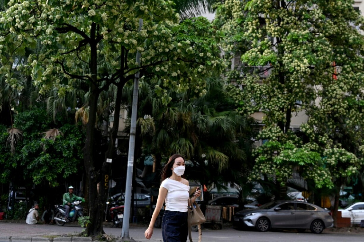 The star-shaped white blossoms of Hanoi's milkwood trees have inspired songwriters and lovers, but city authorities began pruning them this week after complaints by residents of overpowering fragrance