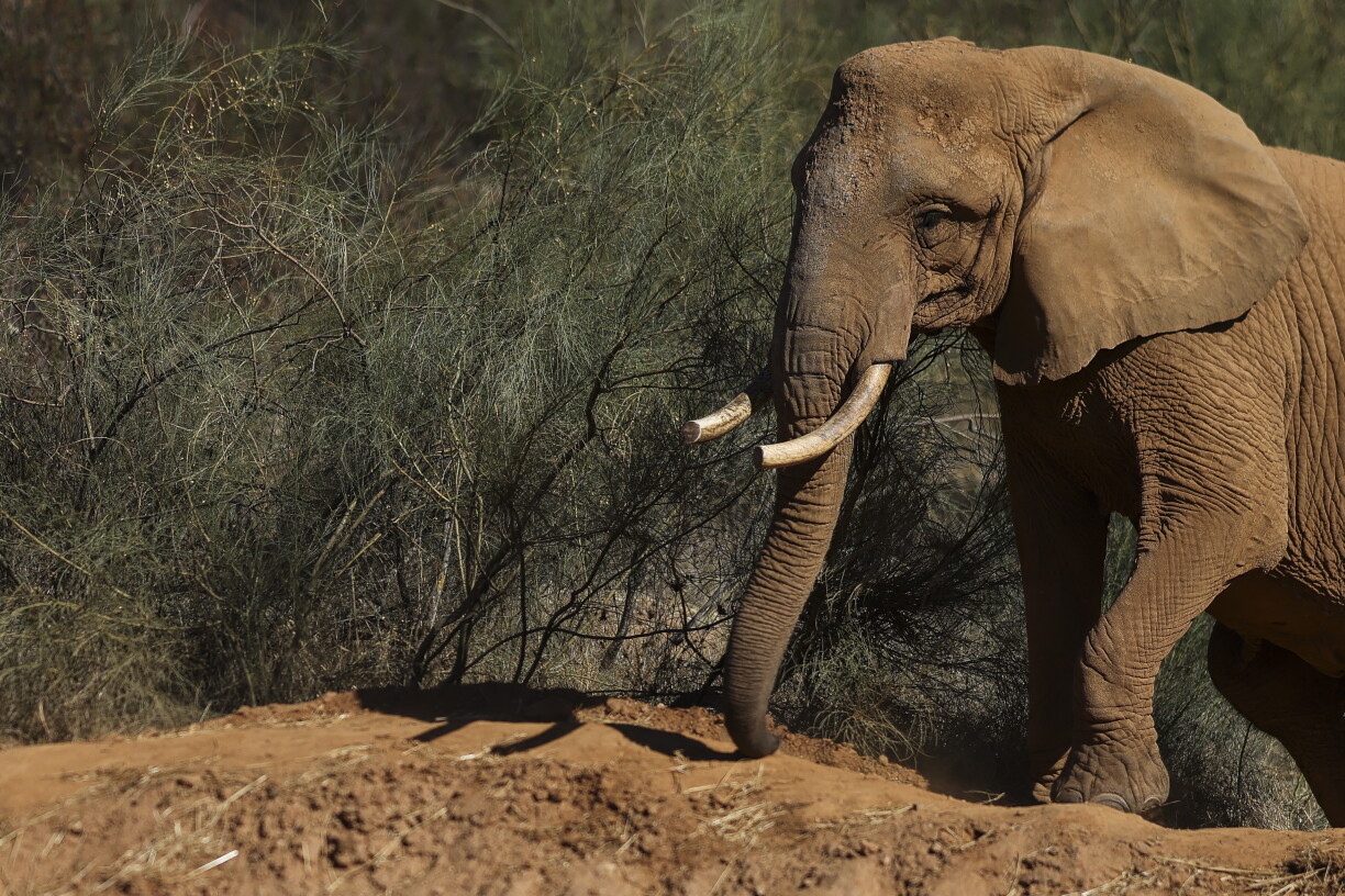 Julie, a 45-year-old female elephant, is pictured at Pangea sanctuary in Vila Vicosa, in Alentejo region on October 22, 2026.