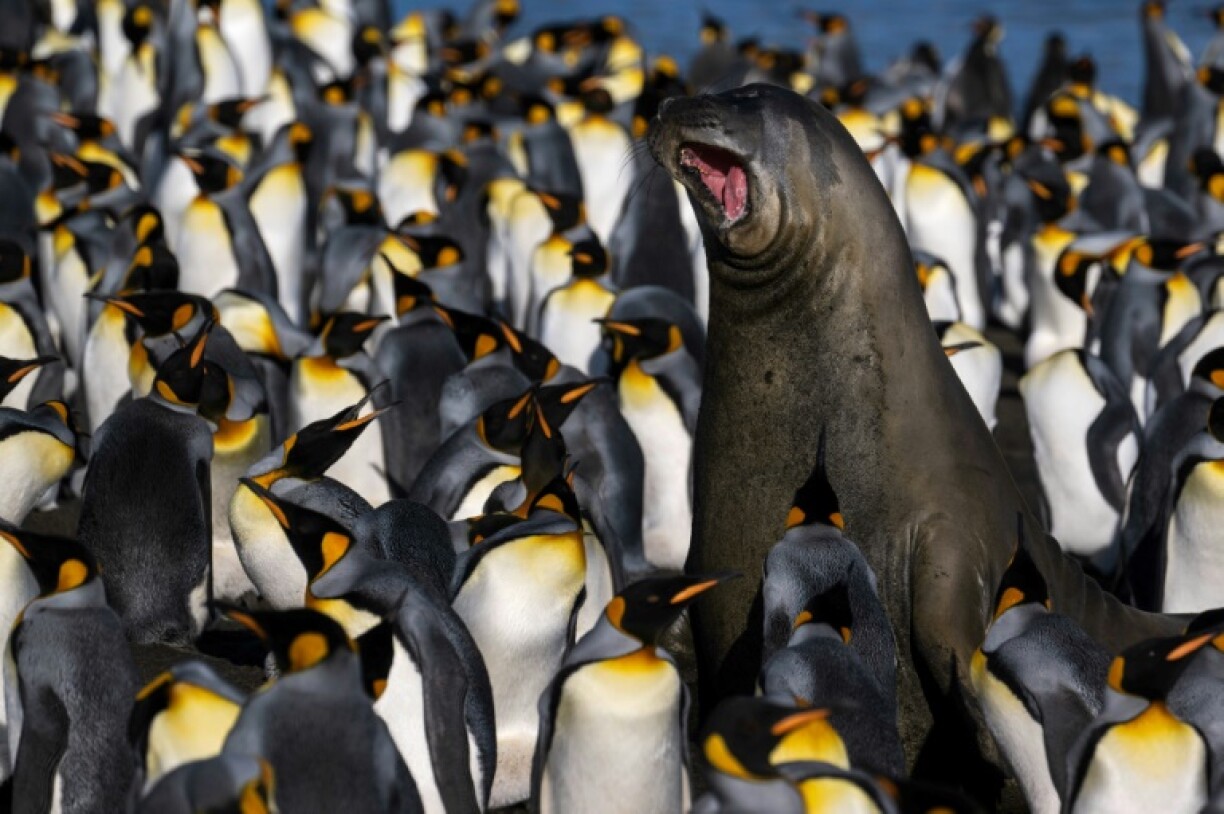 A seal surrounded by penguins on the sub-Antarctic Crozet Islands