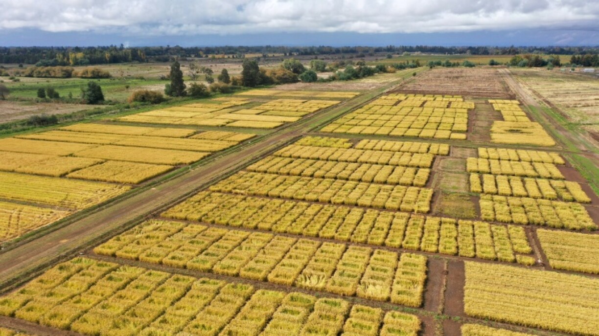 Using Jaspe in combination with a growing method called System of Rice Intensification (SRI) obviates the need for flooded paddies