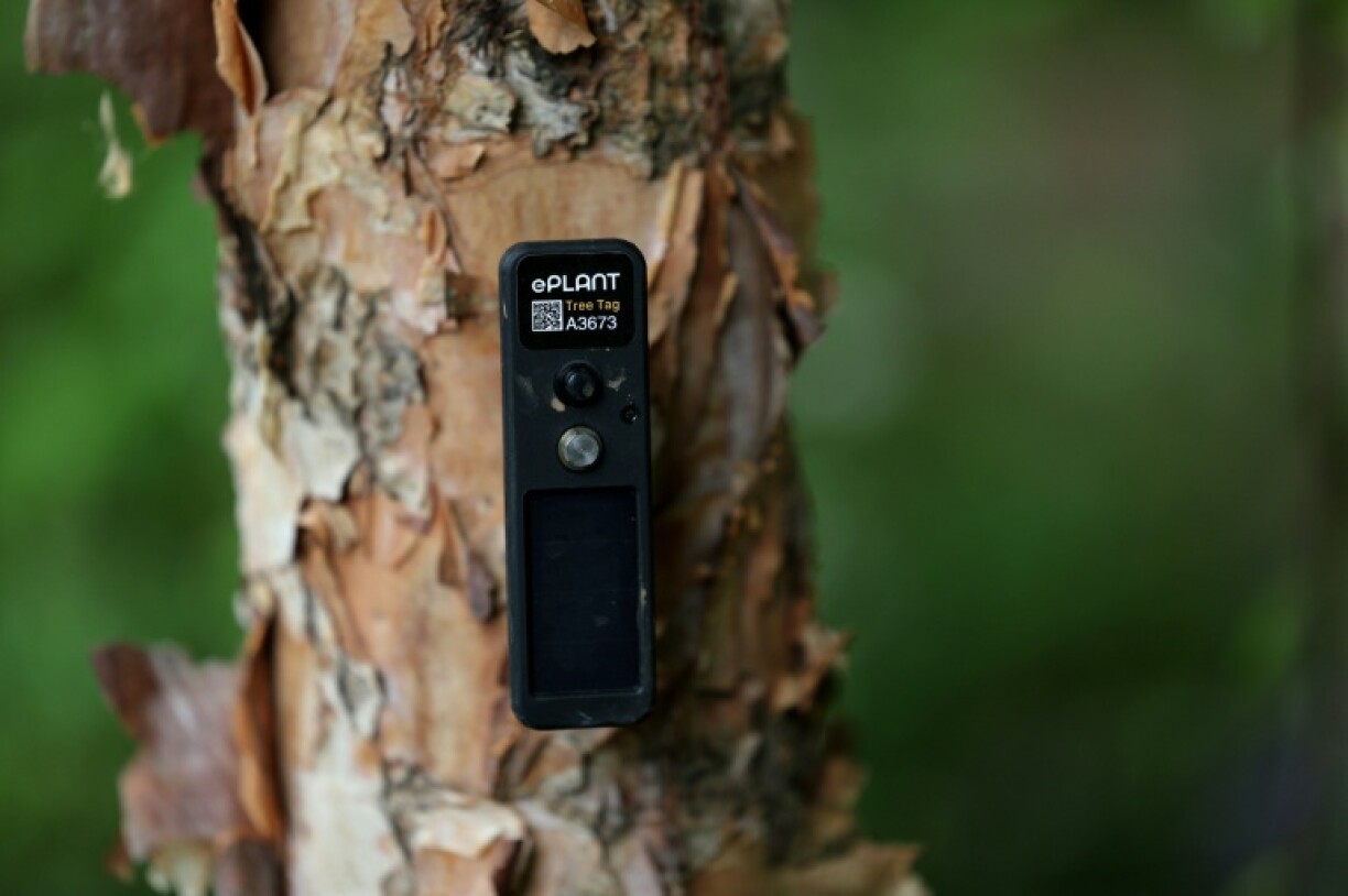 A sensor is pictured on a tree in the Avanade Intelligent Garden to track tree health and soil conditions