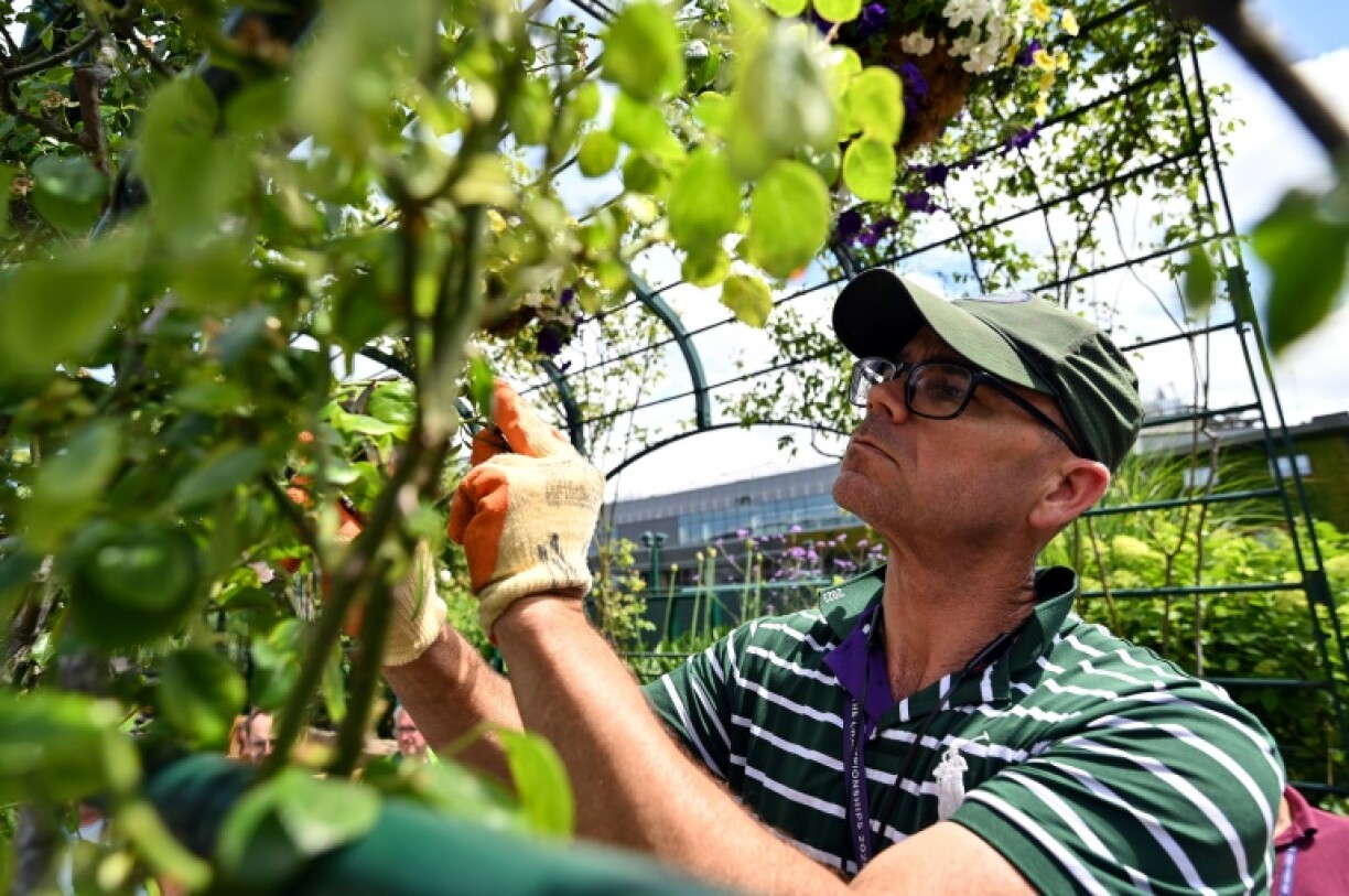 A member of Wimbledon's gardening team prunes roses at the All England Club