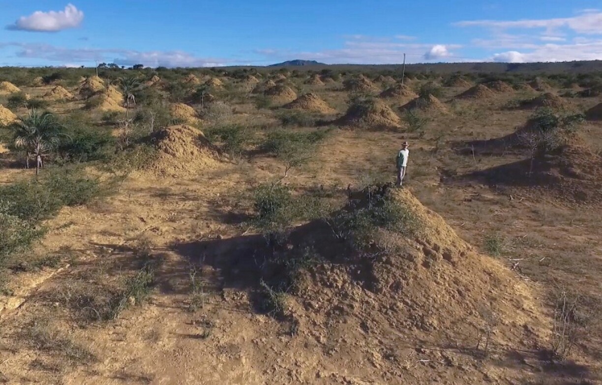 Termites in Brazil are known for building high mounds connected by tunnels across vast stretches of land