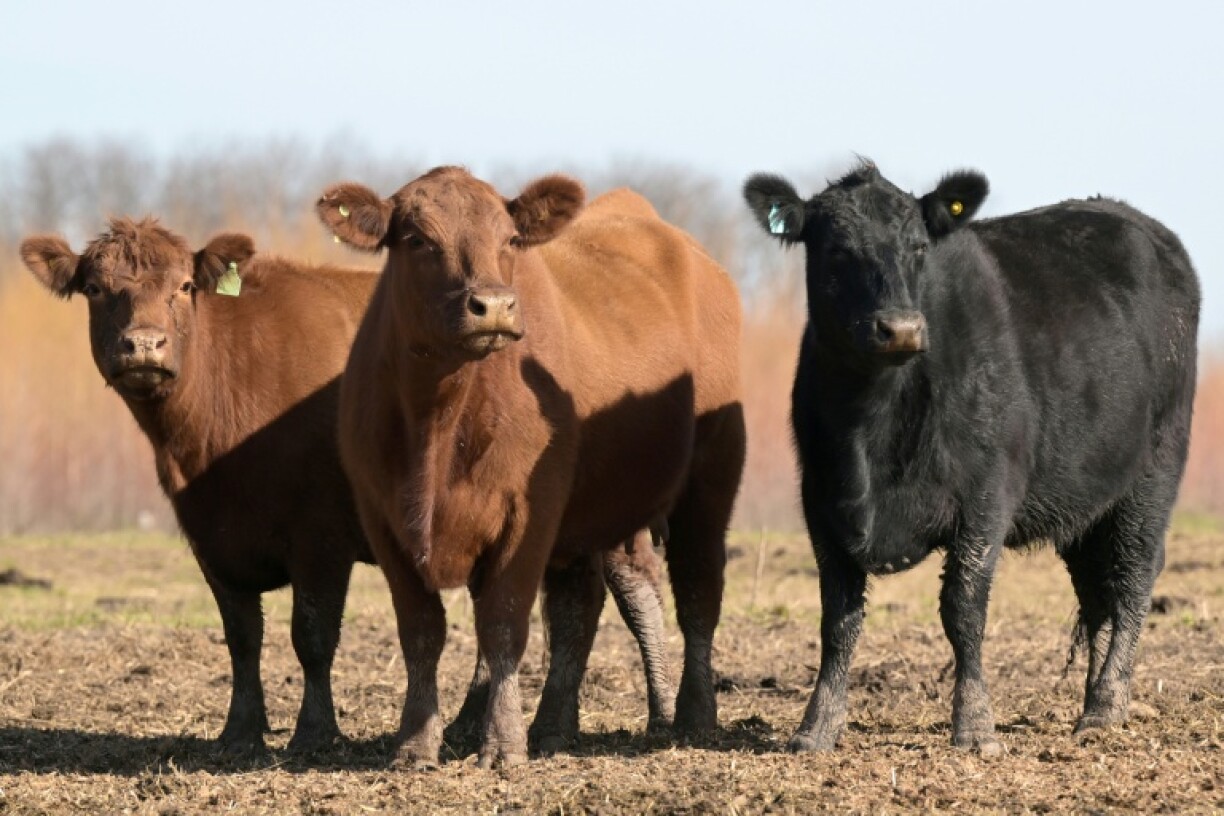 Argentina farmers have broadly welcomed President Javier Milei's free-market revolution but say his freeze on public works is damaging infrastructure needed to get goods to global markets