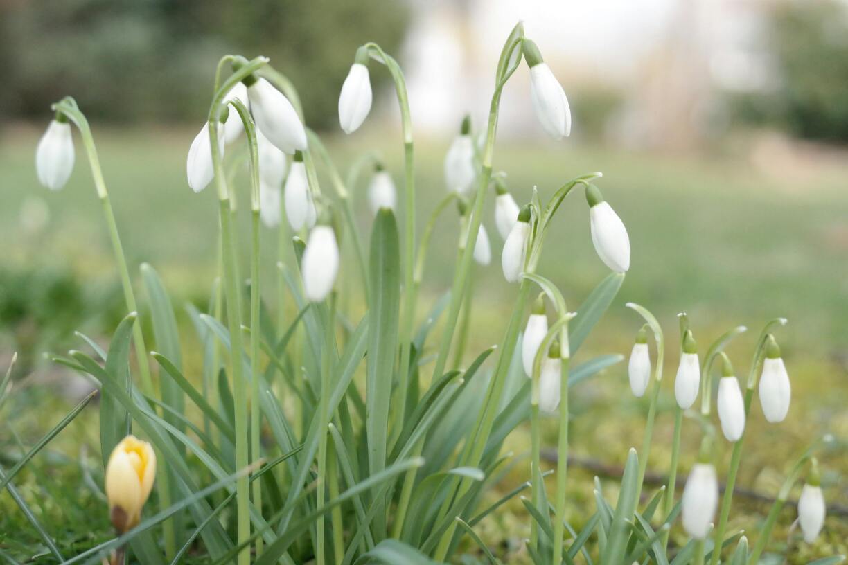 Snowdrops