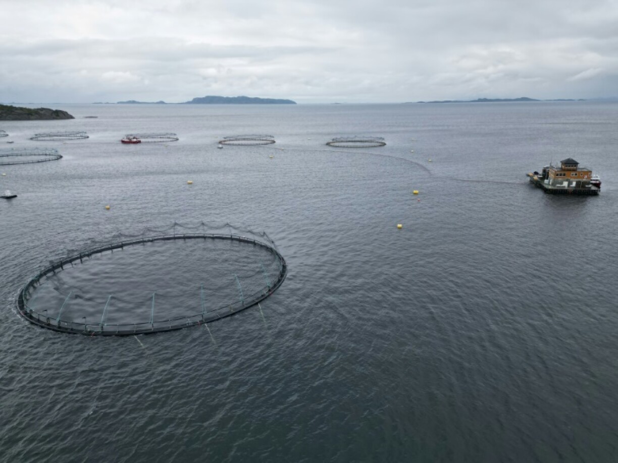 Started in the 1970s, farmed salmon has grown into a $12-billion a year industry