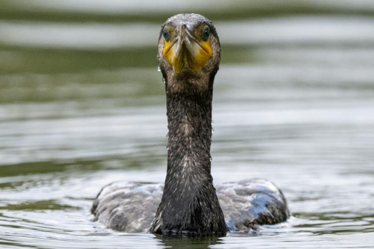 Mehrere EU-Länder wollen die Jagd auf Kormorane erlauben, weil die Vögel ihren Fischern die Fische wegfressen. Sie fordern, den Bestand auf einem "wirtschaftlich akzeptablen Niveau zu halten".