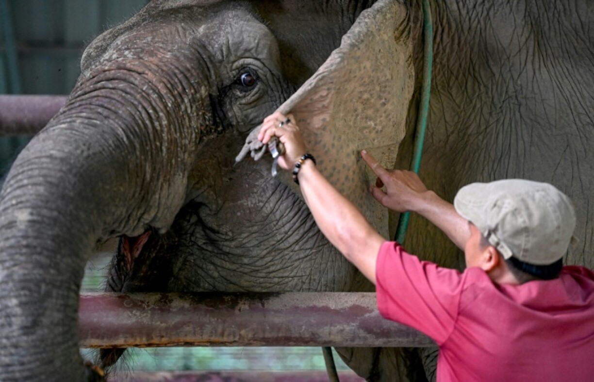 ECC veterinary assistant Sounthone Phitsamone inspects the ear of one of the 28 elephants sheltering at the sanctuary