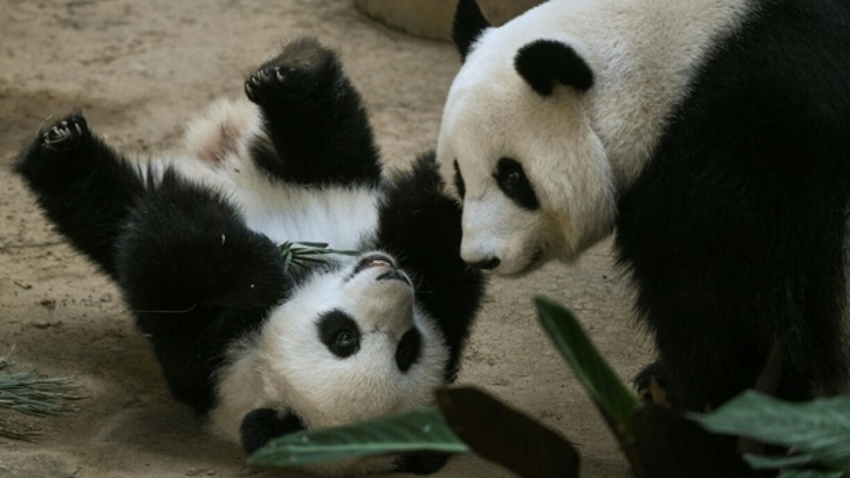 d'Liang Liang mat hirer Duechter Yi Yi