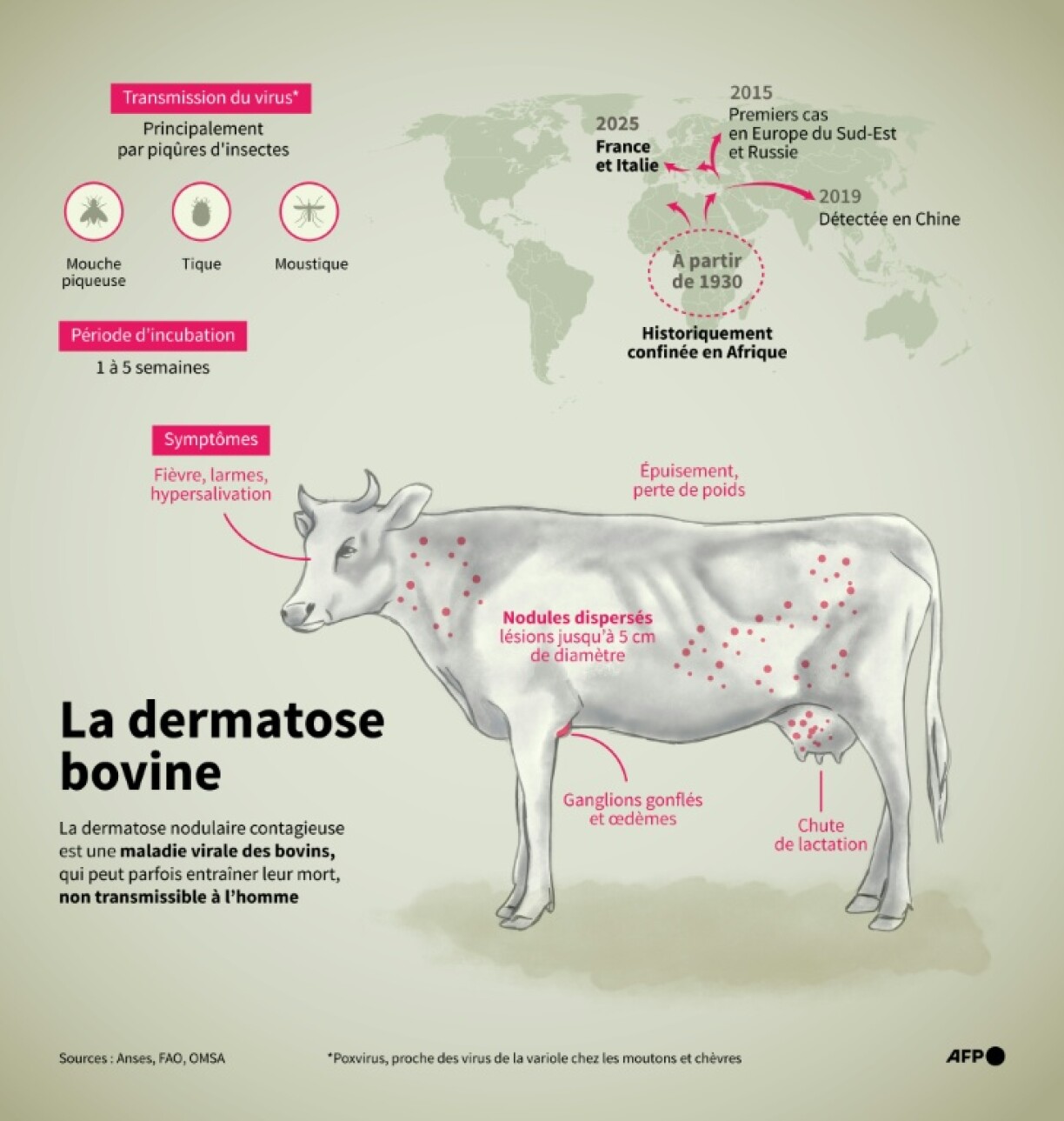 Infographie expliquant le mode principal de transmission de la dermatose nodulaire contagieuse (DNC) et ses principaux symptômes