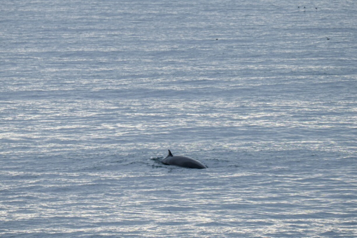 Cette photo, prise le 26 août 2026, montre une baleine nageant dans les eaux entourant Vestmannaeyjar (les îles Vestmann), au large de la côte sud de l'Islande