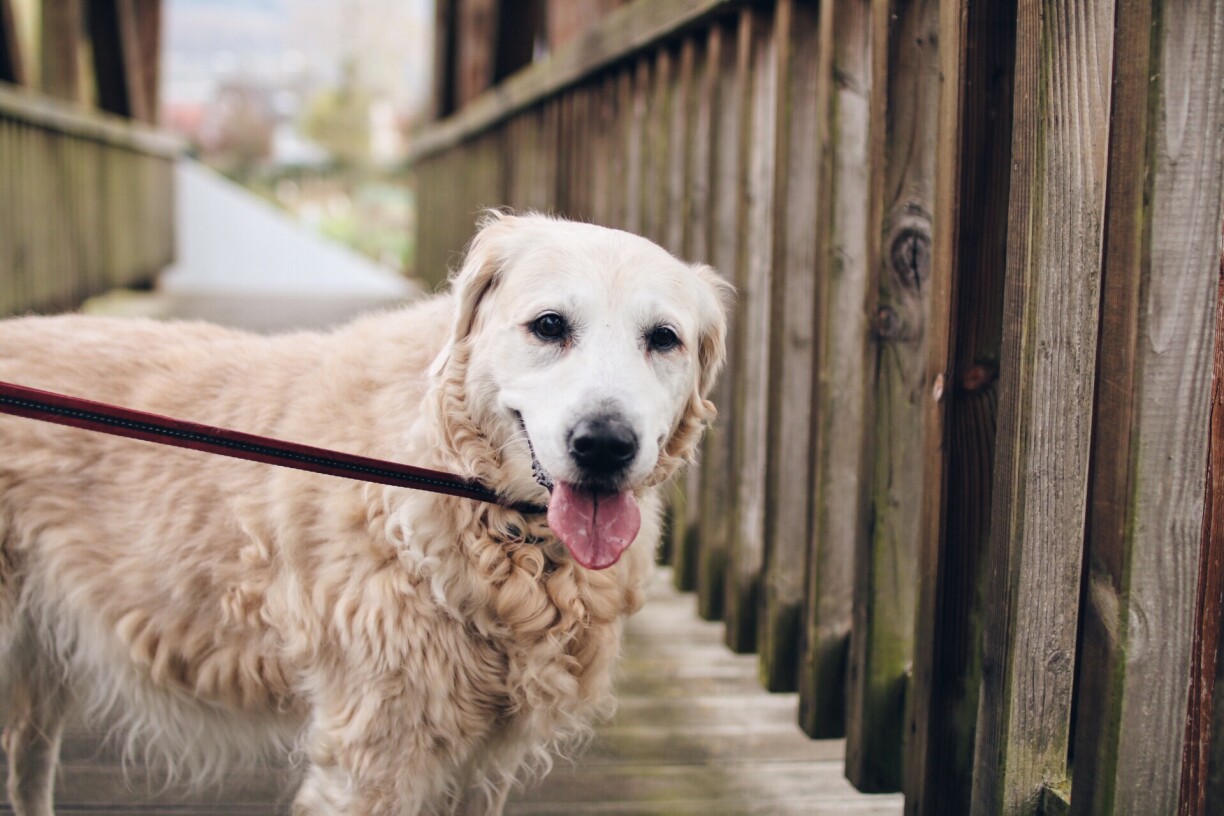 One editor's beloved pal, Molly (2005-2019)