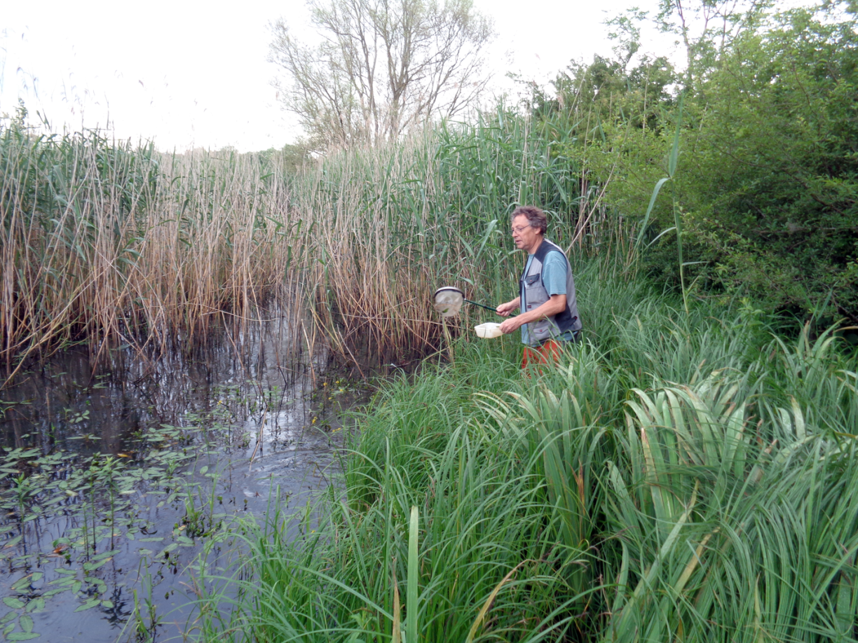 Larval sampling