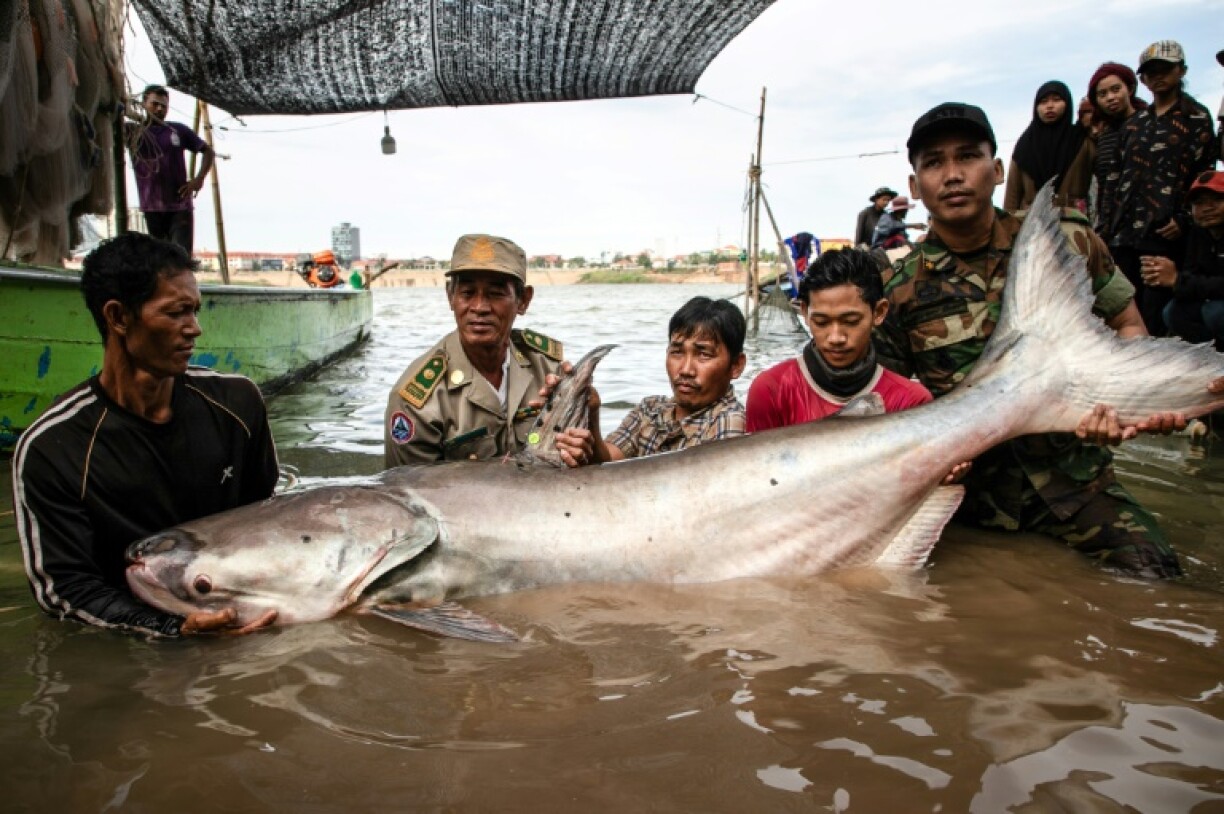 Six highly endangered Mekong giant catfish were discovered in Cambodia