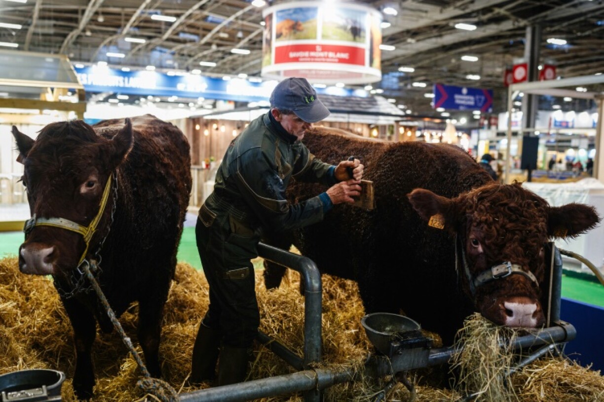 Un agriculteur s'occupe d'une vache avant l'ouverture du salon international de l'agriculture, le 23 février 2024 à Paris