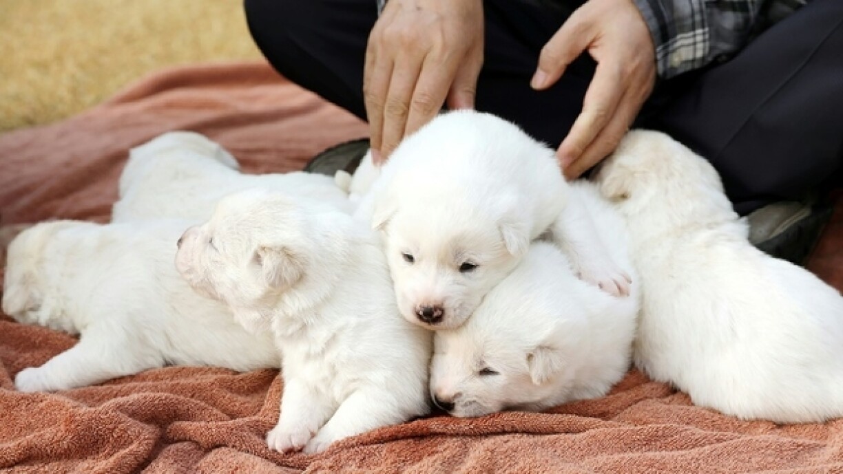 D'Presidente-Muppe Gomi a Songkang hate siwe Welpe kritt.