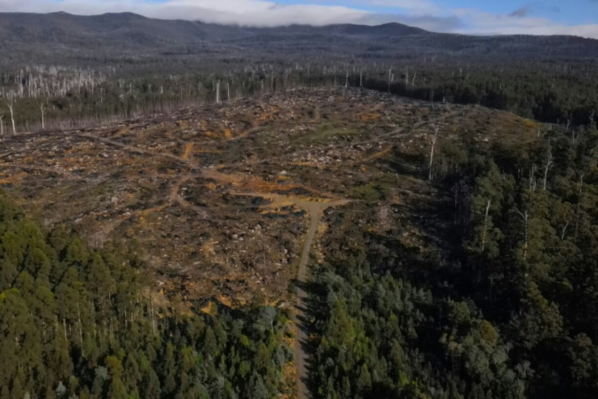 A partially logged section of a forest in the Grove of Giants in Huon Valley, Tasmania, where cutting down native trees is legal, despite its impact on wildlife and the environment