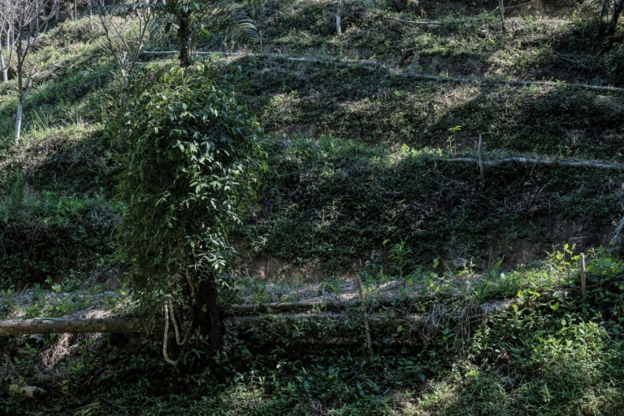 Efforts are underway to domesticate the cultivation of the wild pepper