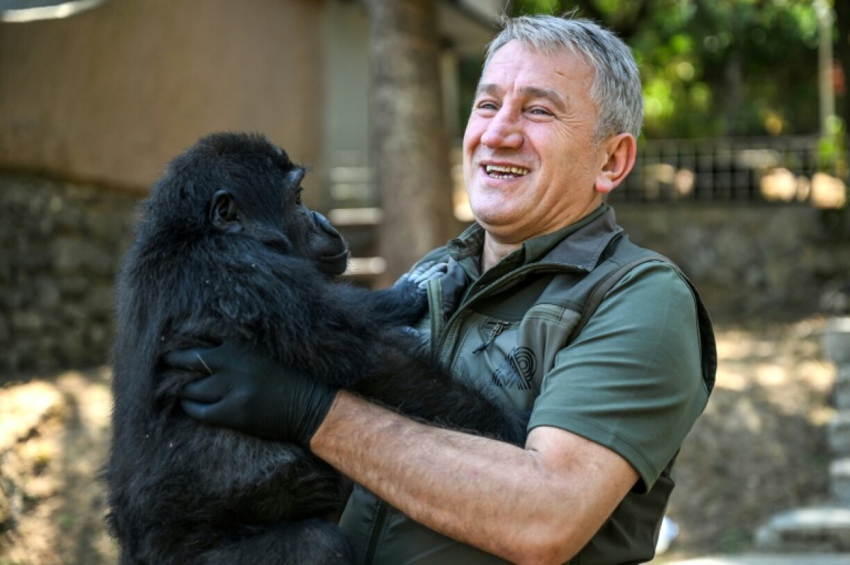 Fahrettin Ulu, regional director of Istanbul's Nature Conservation and National Parks directorate said it was the first time a gorilla had been seized at Istanbul airport